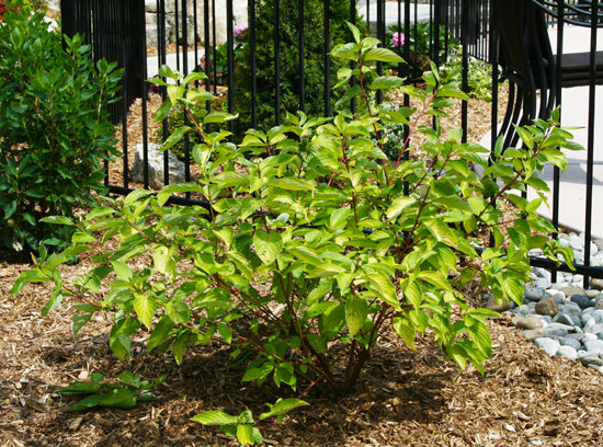 Cornus-mas-aurea foliage in June