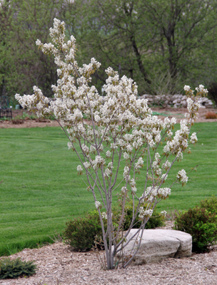 Serviceberry in Bloom