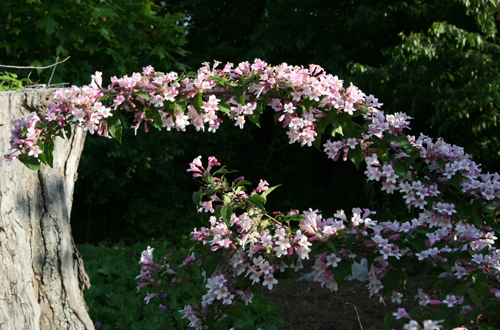 Kolkwitzia branch in bloom