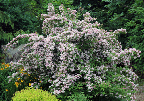 Kolkwitzia amabilis 'Beauty Bush' in bloom