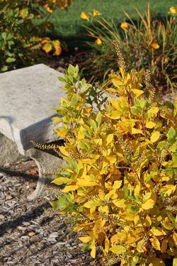 Clethra alnifolia in fall