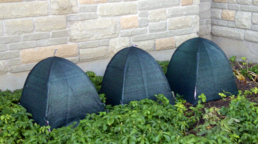 Winter covers on foundation yews
