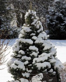 Dwarf spruce covered in snow