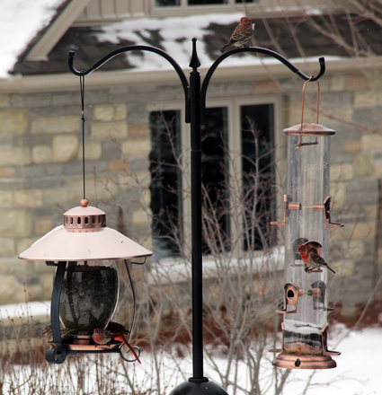 Feed the birds in winter weather