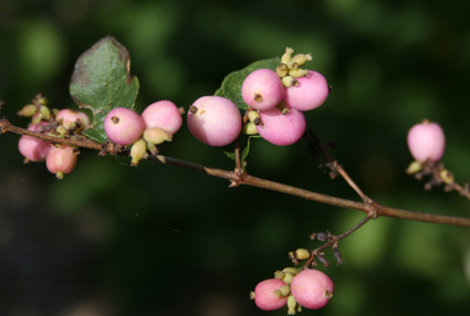 Berries of Snowberry Marlene