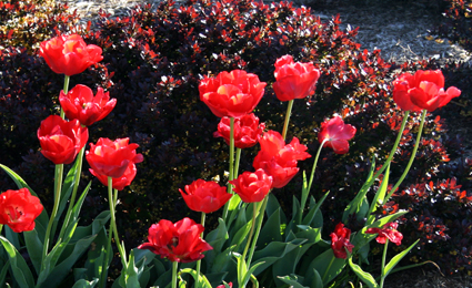 Red tulips and Crimson Pygmy Barberry