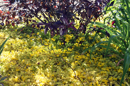 Creeping jenny groundcover