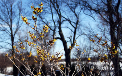 Hamamelis blooming in March