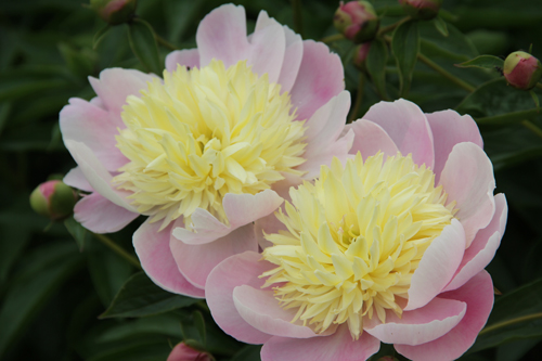 Best June Blooms – My Everchanging Garden Blog